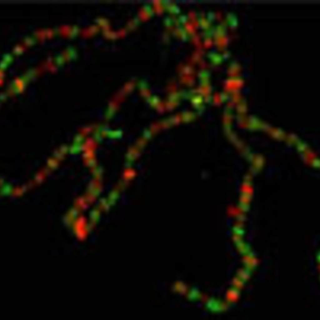 Gene Expression, DNA Replication and Repair