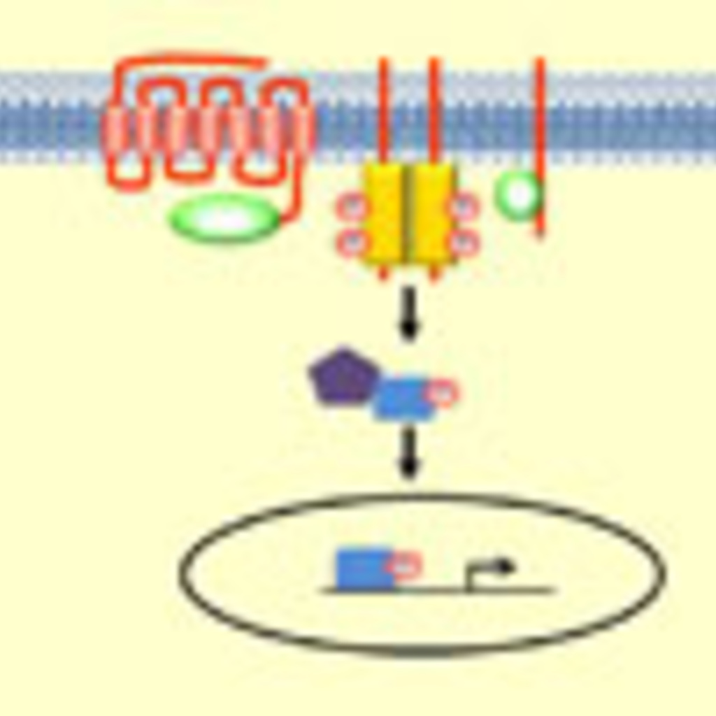 Signal Transduction