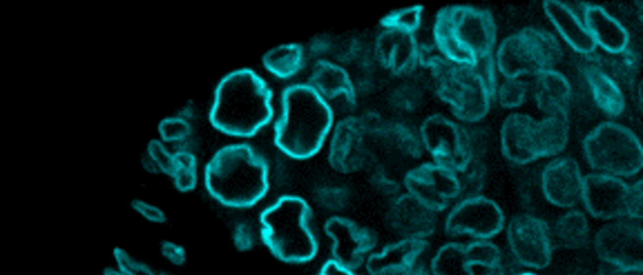 Geyer lab image